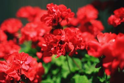 Close-up of red flowering plants