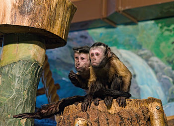 Monkeys sitting in the zoo