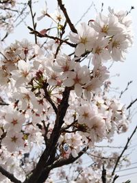 Low angle view of apple blossoms in spring