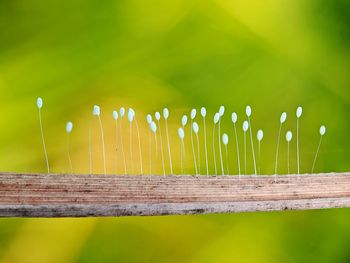 Lacewings eggs laid