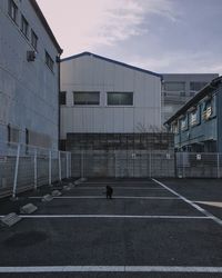 Cat on road against sky