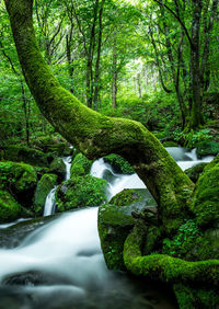 Stream flowing amidst trees in forest