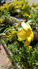 Close-up of yellow flowers