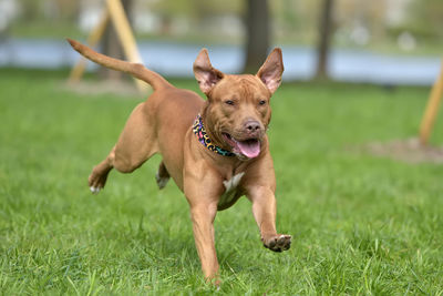 Portrait of dog on grassy field