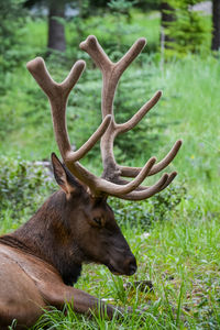 Deer in a field