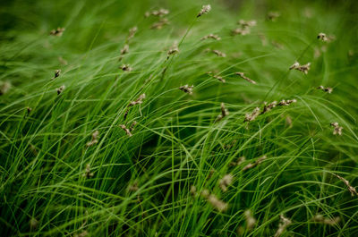 Full frame shot of green grass