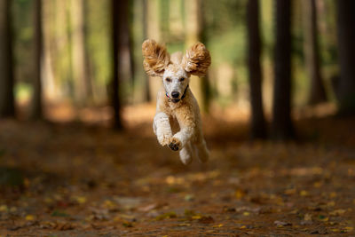 Dog running on field