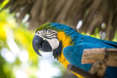 Close-up of blue parrot perching on branch