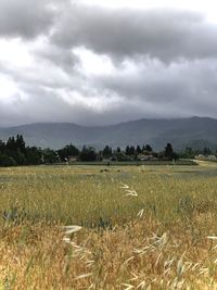 Scenic view of field against cloudy sky