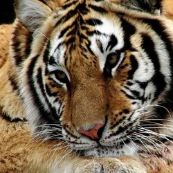 Close-up of tiger