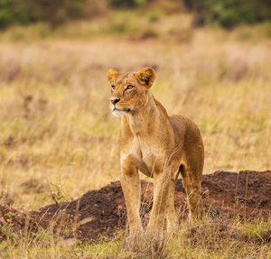 Lion in a field