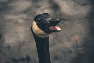 Close-up of bird