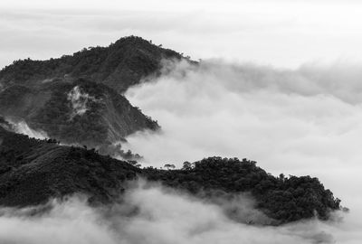 Detail shot from the alishan mountains covered in clouds.