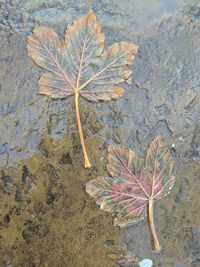 High angle view of autumn leaf