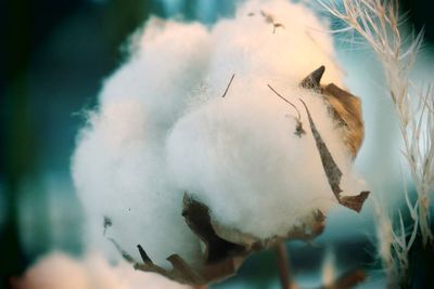 Close-up of a plant