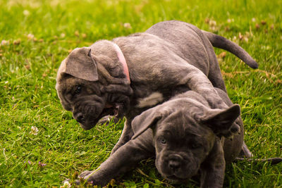 Puppy on grass