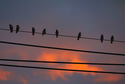 Silhouette birds perching on power lines against sky during sunset