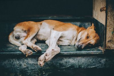 Close-up of dog sleeping