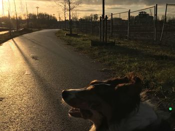 Dog against sky