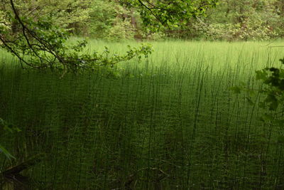 Scenic view of forest