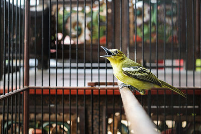 Close-up of bird perching in cage