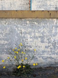 Close-up of yellow flowering plants on wall