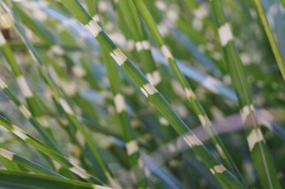 Close-up of grass growing on field