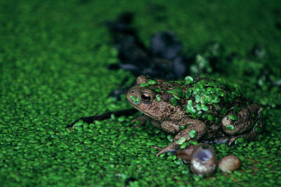 Close-up of lizard on grass