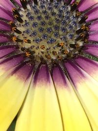 Macro shot of yellow flower