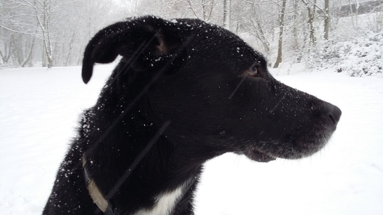 CLOSE-UP OF DOG ON SNOW FIELD DURING WINTER