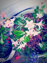 Close-up of pink flowering plants