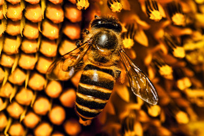 Close-up of bee on yellow flower