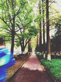 Footpath amidst trees