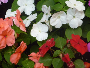 Close-up of flowers blooming on tree