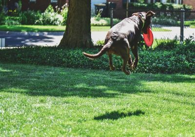 Dog on grass