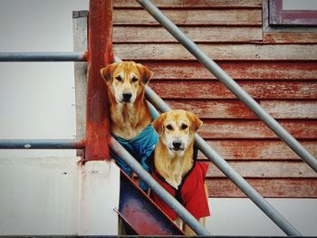 Portrait of dog by railing on staircase