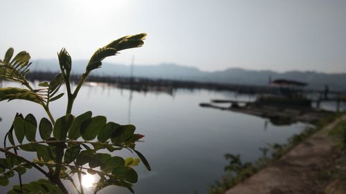 Close-up of plant by lake against sky