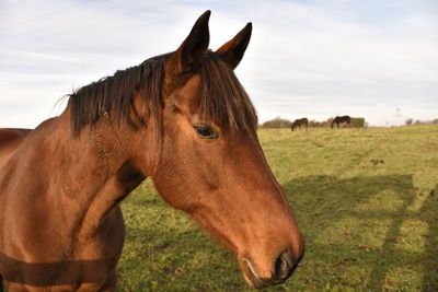 Close-up of horse against sky