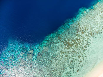 High angle view of fish in swimming pool