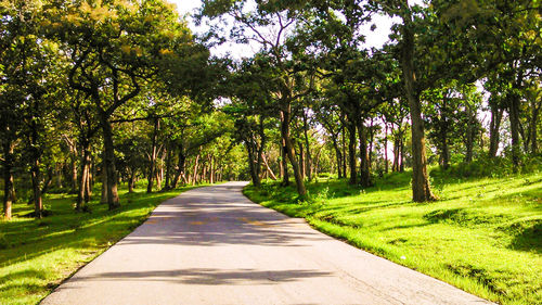 Road amidst trees