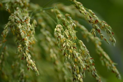 Close-up of corn