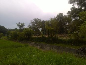 Trees growing on grassy field against sky