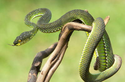 Close-up of green viper snake