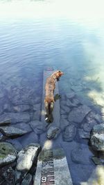 High angle view of dog on rock by lake
