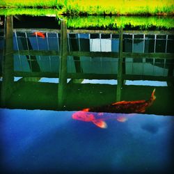 Reflection of trees in water