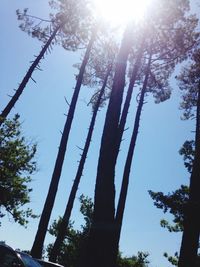 Low angle view of trees against clear sky