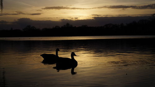 Silhouette birds on lake at sunset