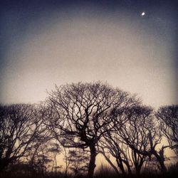 Silhouette bare trees against sky