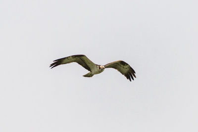 Low angle view of eagle flying in sky