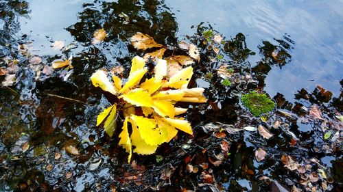 High angle view of yellow flower on lake